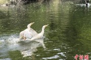 解梦大全吉林：罕见白鸬鹚连续两年“故地重游”