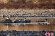 解梦大全歙县完成安徽首个县域生物多样性调查 共记录物种近4千种