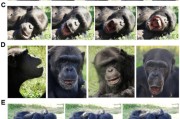 解梦大全国际最新研究：机器人“打哈欠” 黑猩猩被传染